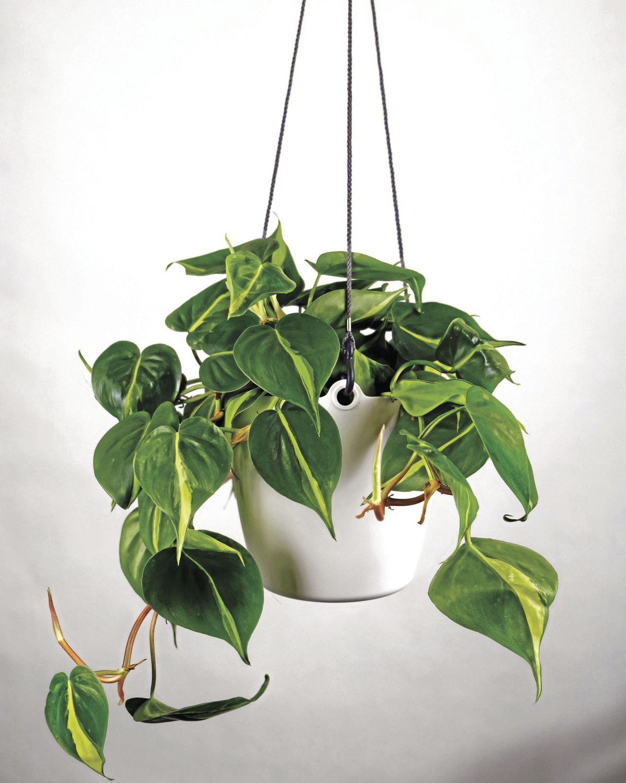 Philodendron